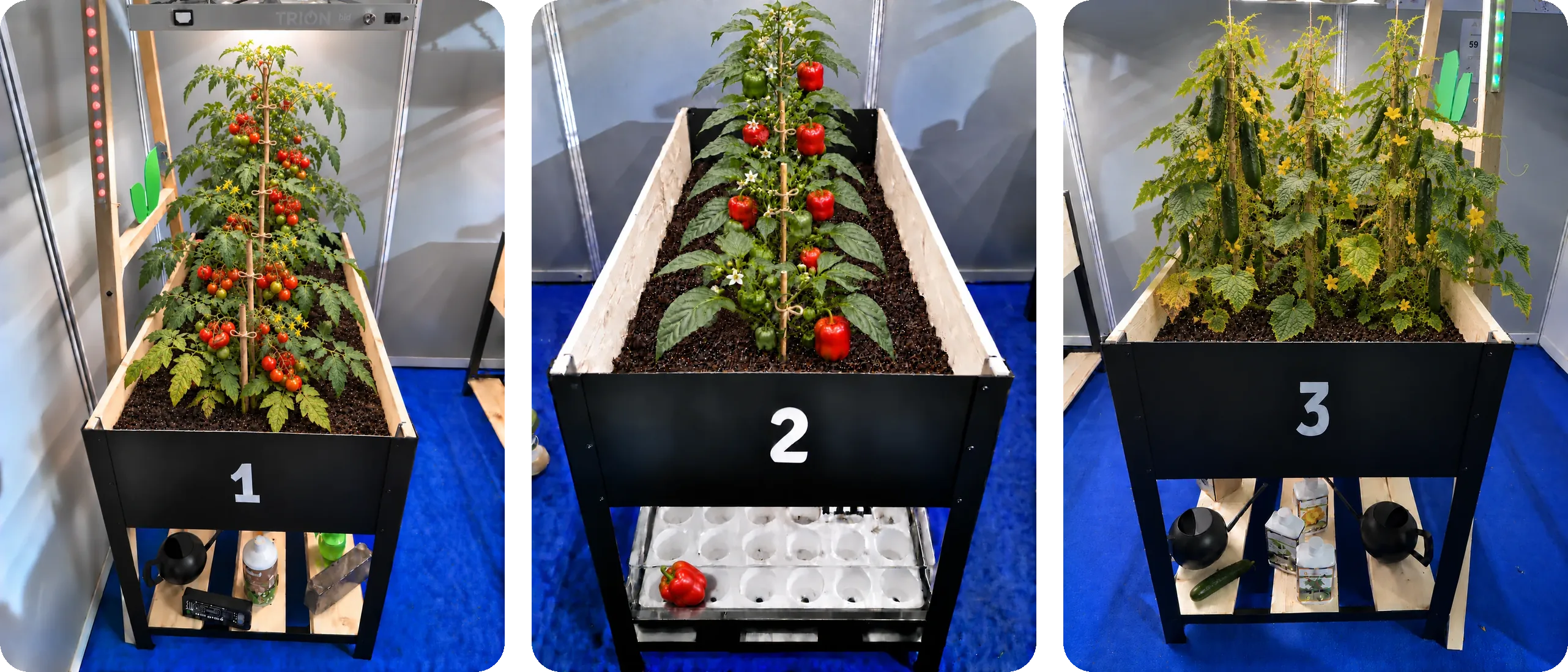 Three sections, three crops