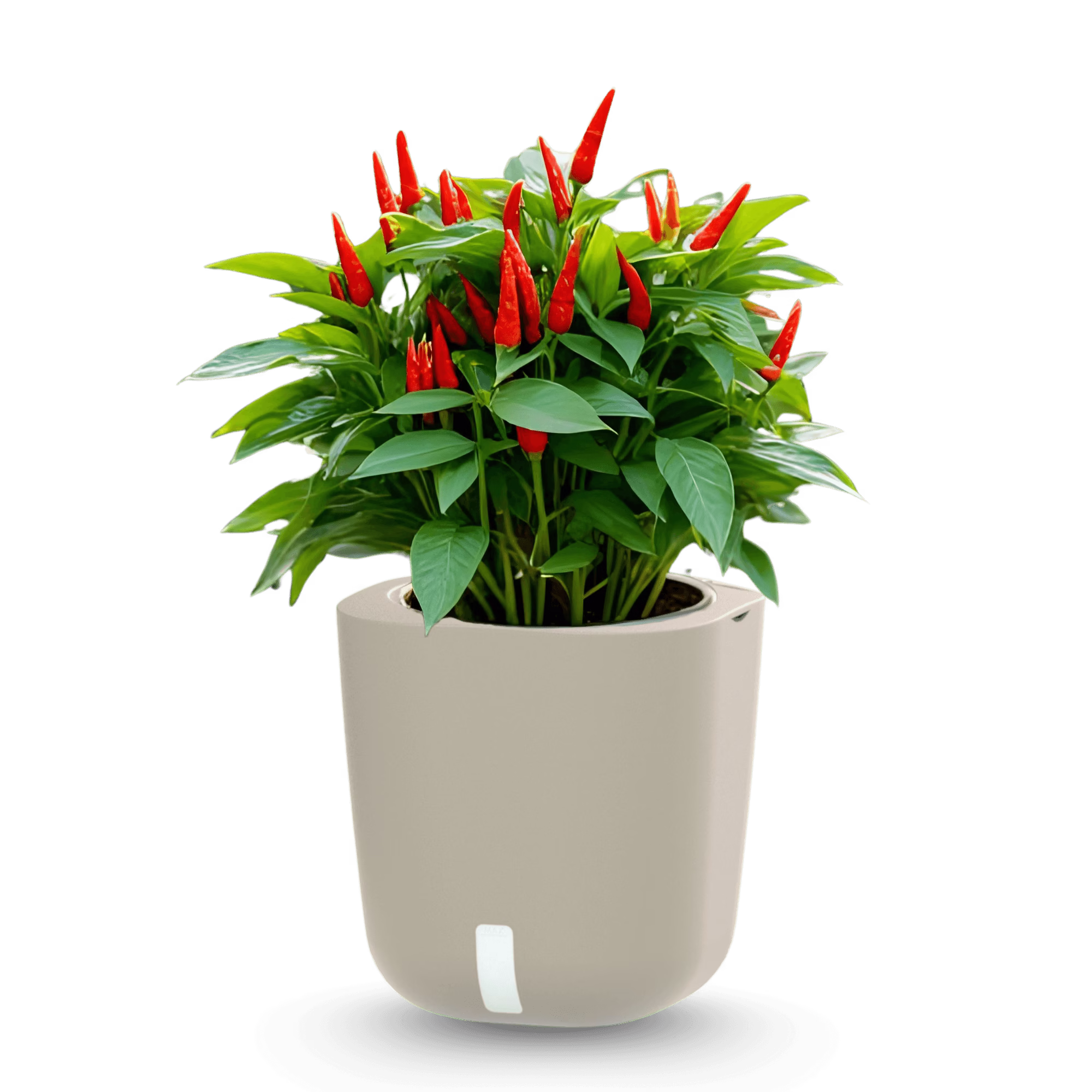 Aurelia Oyster White