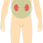 Bubrezi
