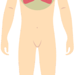 Dišni sustav