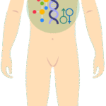 Hormoni