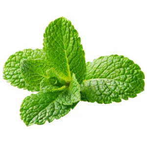 Okrugolisna menta