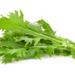 Mizuna,Lettuce,Isolated,Japanese,Mustard,,Vegetable,Salad,For,Good,Health