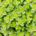 Fresh,Green,Oregano,Plant,With,Water,Drops,In,The,Garden