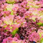 Fresh,Organic,Lollo,Rossa,Red,Leaves,Lettuce,Salad,Plant,In