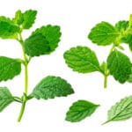 Melissa,Officinalis,Collection,,Lemon,Balm,Sprig,And,Leaves,Isolated,On