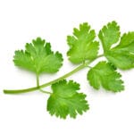 Flat,Lay,(top,View),Of,Fresh,Coriander,Leaves,Isolated,On