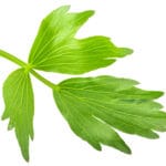 Lovage,Leaflet,(levisticum,Officinale,Foliage),,Isolated,,Top,View