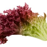 Red,Salad,,Lettuce,Leaf,,Lollo,Rosso,,Isolated,On,White,Background,