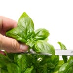 Basil,Ocimum,Basilicum,,Hand,Of,Man,Picking,Leaves,From,Plant