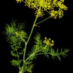 Umbrella,Flower,Of,Dill,,Used,In,Kitchen,Cooking,To,Flavor,