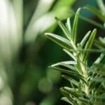 Fresh,Rosemary,Herb,Grow,Outdoor.,Rosemary,Leaves,Close-up.