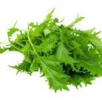 Mizuna,Lettuce,Isolated,Japanese,Mustard,,Vegetable,Salad,For,Good,Health