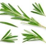 Rosemary.,Rosemary,Isolated,On,White,Background.,Top,View,Rosemary,Twig