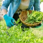 Spicy,Herb,Lovage,,Woman's,Hands,With,Secateurs,Cutting,Harvest,Levisticum
