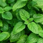 Lemon,Balm,(melissa),Herb,Leaves,Closeup