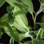 Common,Sage,,Broadleaf,Sage,-,Salvia,Officinalis,Plants,Grow,In