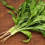 Large,Bunch,Of,Chicory,(leaves,,Stalks,And,Roots).,Fresh,Leafy