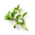 Fresh,Green,Oregano,Leaves,Isolated,On,White,Background,,Top,View