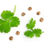 Dried,Coriander,Seeds,With,Fresh,Green,Leaf,Isolated,On,White