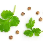 Dried,Coriander,Seeds,With,Fresh,Green,Leaf,Isolated,On,White