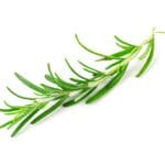 Fresh,Green,Sprig,Of,Rosemary,Isolated,On,A,White,Background.