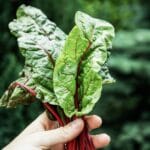 Fresh,Swiss,Chard,In,Garden,-,Organic,Gardening