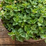 Greek,Oregano,Growing,In,Clay,Pot.