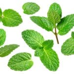 Collection,Of,Peppermint,Leaves,And,Top,Of,Peppermint,Plant,On