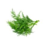 Dill,Sprig,Isolated.,Fresh,Fennel,Twig,,Herb,Plant,Closeup,,Macro