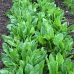 Sorrel,Grows,In,Open,Organic,Soil,In,The,Garden