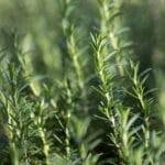 Fresh,Rosemary,Herb,Grow,Outdoor.,Rosemary,Leaves,Close-up.