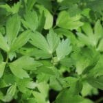 Fresh,Lovage,In,A,Kitchen,Garden