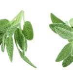 Fresh,Sage,Herb,Isolated,On,White,Background,With,Full,Depth