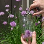 Closeup,Woman's,Hands,Picking,Purple,Chives,Flowers,Into,A,Jar