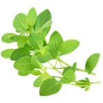Oregano,Or,Marjoram,Leaves,Isolated,On,White,Background.,Fresh,Sprig