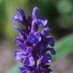 Purple,Flower,Of,Woodland,Sage