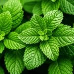 Peppermint,Herbal,Plant,For,Relaxation