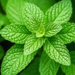 Peppermint,Herbal,Plant,For,Relaxation