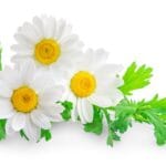 Chamomile,Or,Camomile,Flowers,Isolated,On,White,Background.,Camomilie,With