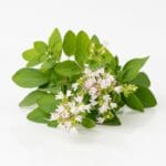Fresh,Thyme,Twig,Isolated,,Fresh,Marjoram,Leaves,And,Flowers,,Oregano
