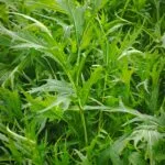 Fresh,Mizuna,Leaf,In,Garden