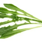Puntarelle,Salad,Or,Chicory,Of,Catalonia,Isolated,On,White,,Top