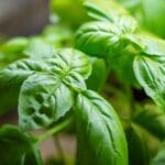 Fragrant,Green,Genovese,Basil,Leaves,Closeup,View.,Basil,Growing,In