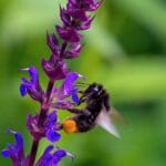 A,Vertical,Selective,Focus,Macro,View,Of,The,Bumblebee,On