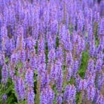 Close-up,Of,An,Ornamental,Garden,Plant,Woodland,Sage,(salvia,Nemorosa)