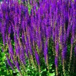 Salvia,Nemorosa,'caradonna'