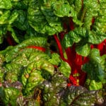 Rhubarb,Chard,In,Growth