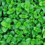 Mint,Plant,Grow,At,Vegetable,Garden