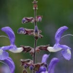 Indigo,Woodland,Sage,-,Salvia,Forsskaolei,From,Bulgaria,,Greece,And